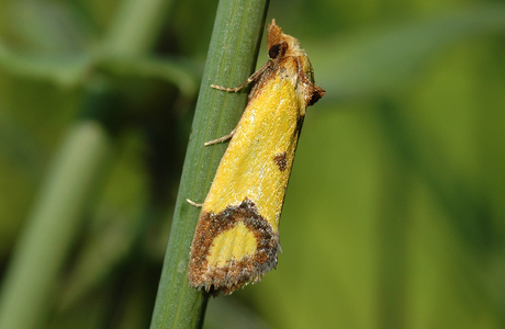 Flockenblumen - Wickler (Agapeta zoegana) - © Leo Kuzmits
